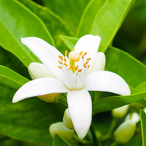 Neroli